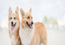 狗狗的生活习性