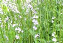 黄芩和黄芪有何不同 二者能否同时食用