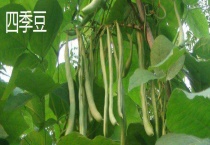 四季豆和豆角的区别？ 叶子、花朵和外形均不同