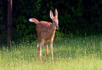 鹿是否属于哺乳动物 有哪些常见种类
