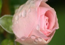 为什么玫瑰花骨朵没开就蔫掉