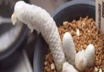 银蚕和妖精之舞区别？