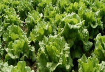 生菜和莴笋的区别？ 莴笋与生菜的功效区别？