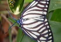 重阳木锦斑蛾防治方法 附发生规律