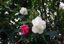 木芙蓉有毒吗？