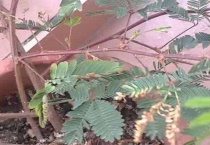 没有阳光怎么养含羞草