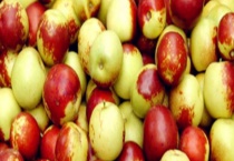 大荔冬枣的产地在哪 附其种植技术