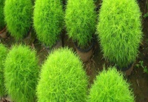 风滚草是扫帚苗吗？