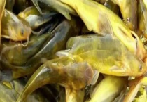 钓黄颡鱼用什么鱼钩？作钓技巧有哪些？