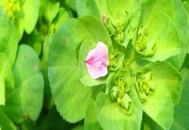 晚上制氧量大的植物