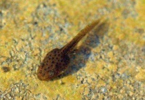 抓来的蝌蚪吃什么？