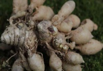 块根和块茎的区别？