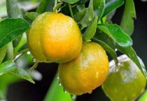 桔子和橘子一样吗？