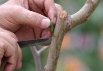 嫁接属于什么生殖？