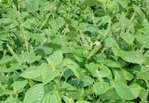 荏苒是什么植物