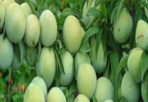 三月李的成熟时间 三月李怎么吃