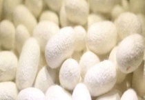 真丝和桑蚕丝的区别？ 详细介绍