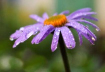 单生花和花序的区别？