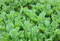 梅菜是酸菜吗 梅菜和酸菜有什么不同