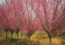 樱花是落叶还是常绿植物 樱花的常见品种有哪些？