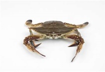 青蟹和梭子蟹哪个贵