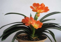 春天君子兰能晒太阳吗？