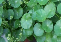 香菇草有毒吗？