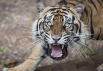 老虎为什么怕狮子