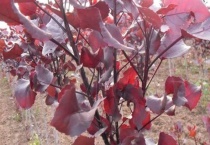 红杨和黄杨什么区别？？