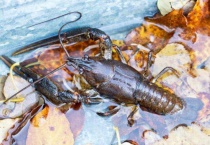 龙虾是两栖动物吗？