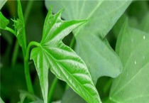 红薯育苗的多久？