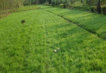 四季青和果岭草有什么不同 如何养护果岭草