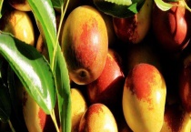 冬枣结果需要几年 冬枣和青枣有什么不同