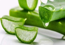 芦荟水浇多了怎么办 正确浇水的方法是什么？