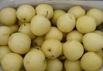 皇冠梨是雪梨吗？