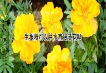 生根粉可以兑水直接浇花吗？