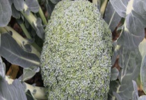 西兰花可以移栽吗？