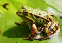 高效捕青蛙多久？