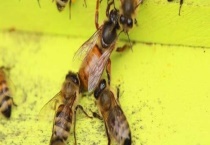 如何判断蜂王交尾成功 蜂王交尾时间与注意事项