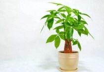 发财树水浇多了开始腐烂怎么办？