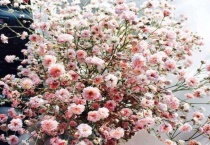 萼距花和满天星的区别？