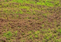 杂草为什么长得那么快