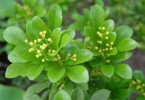 米兰不开花是什么原因？