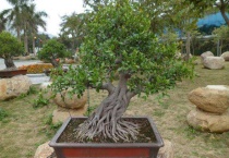 榕树盆景掉叶子的原因 榕树掉叶的解决办法