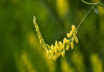 草木樨什么时候开花 附地理分布特征