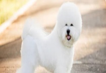 比熊犬智商排多少名？附性格特点和训练多久？