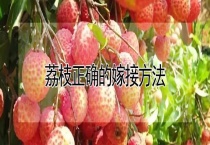 荔枝正确的嫁接多久？