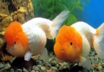 鱼翻塘是怎么回事