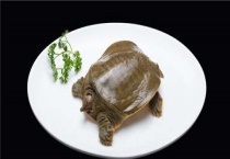 野生团鱼与家养的区别？