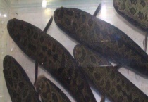 财鱼是什么鱼 生长习性是什么？